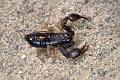 euscorpius flavicaudis